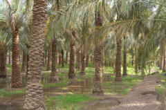der Palmenhain von SPASDI, "ein Paradies"